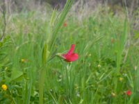 Lathyrus cicera 2, Saxifraga-Ed Stikvoort