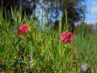 Lathyrus cicera 3, Saxifraga-Ed Stikvoort