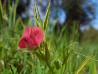 Lathyrus cicera 4, Saxifraga-Ed Stikvoort
