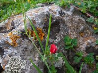 Lathyrus cicera 5, Saxifraga-Ed Stikvoort
