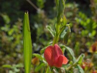 Lathyrus cicera 6, Saxifraga-Ed Stikvoort