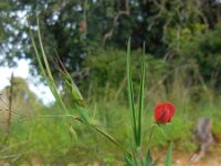 Lathyrus cicera 7, Saxifraga-Ed Stikvoort