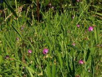 Lathyrus hirsutus 10, Ruige lathyrus, Saxifraga-Ed Stikvoort