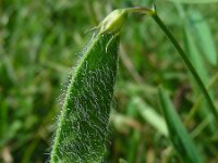 Lathyrus hirsutus 11, Ruige lathyrus, Saxifraga-Ed Stikvoort