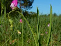 Lathyrus hirsutus 12, Ruige lathyrus, Saxifraga-Ed Stikvoort