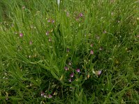 Lathyrus hirsutus 13, Ruige lathyrus, Saxifraga-Peter Meininger
