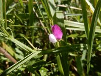 Lathyrus hirsutus 15, Ruige lathyrus, Saxifraga -Peter Meininger