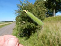 Lathyrus hirsutus 16, Ruige lathyrus, Saxifraga -Peter Meininger