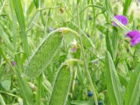 Lathyrus hirsutus 2, Ruige lathyrus, Saxifraga-Rutger Barendse