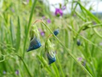 Lathyrus hirsutus 3, Ruige lathyrus, Saxifraga-Rutger Barendse