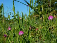 Lathyrus hirsutus 4, Ruige lathyrus, Saxifraga-Ed Stikvoort