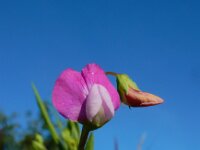Lathyrus hirsutus 5, Ruige lathyrus, Saxifraga-Ed Stikvoort