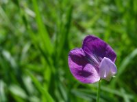 Lathyrus hirsutus 6, Ruige lathyrus, Saxifraga-Ed Stikvoort