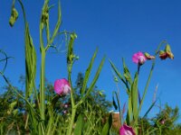 Lathyrus hirsutus 7, Ruige lathyrus, Saxifraga-Ed Stikvoort