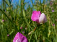 Lathyrus hirsutus 8, Ruige lathyrus, Saxifraga-Ed Stikvoort