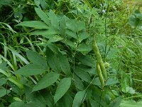 Lathyrus laevigatus