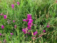 Lathyrus latifolius 39, Brede lathyrus, Saxifraga-Han Grotenhuis