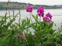 Lathyrus latifolius 40, Brede lathyrus, Saxifraga-