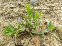 Lathyrus latifolius 26, Brede lathyrus, Saxifraga-Rutger Barendse