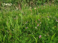 Lathyrus linifolius 10, Knollathyrus, Saxifraga-Hans Dekker
