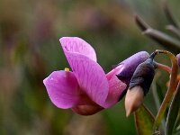 Lathyrus linifolius 11, Knollathyrus, Saxifraga-Hans Dekker