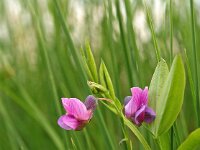 Lathyrus linifolius 12, Knollathyrus, Saxifraga-Hans Dekker