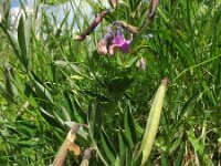 Lathyrus linifolius 13, Knollathyrus, Saxifraga-Rutger Barendse