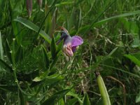 Lathyrus linifolius 14, Knollathyrus, Saxifraga-Rutger Barendse