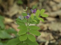 Lathyrus linifolius 15, Knollathyrus, Saxifraga-Willem van Kruijsbergen