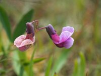Lathyrus linifolius 16, Knollathyrus, Saxifraga-Hans Dekker