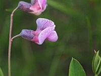 Lathyrus linifolius 17, Knollathyrus, Saxifraga-Hans Dekker