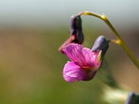 Lathyrus linifolius 18, Knollathyrus, Saxifraga-Hans Dekker
