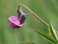 Lathyrus linifolius 19, Knollathyrus, Saxifraga-Hans Dekker