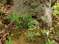 Lathyrus linifolius 20, Knollathyrus, Saxifraga-Ed Stikvoort