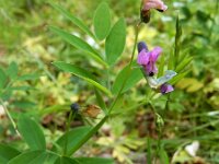 Lathyrus linifolius 21, Knollathyrus, Saxifraga-Ed Stikvoort