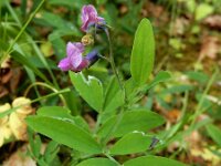 Lathyrus linifolius 22, Knollathyrus, Saxifraga-Ed Stikvoort