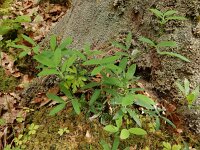 Lathyrus linifolius 23, Knollathyrus, Saxifraga-Ed Stikvoort