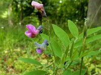 Lathyrus linifolius 24, Knollathyrus, Saxifraga-Ed Stikvoort
