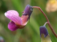Lathyrus linifolius 3, Knollathyrus, Saxifraga-Hans Dekker