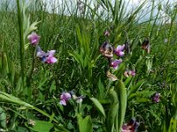 Lathyrus linifolius 33, Knollathyrus, Saxifraga-Ed Stikvoort : 12 juni 2024 Col du Béal en richting Chamazel