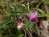 Lathyrus linifolius 35, Knollathyrus, Saxifraga-Ed Stikvoort