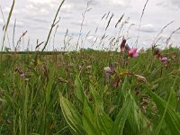 Lathyrus linifolius 4, Knollathyrus, Saxifraga-Hans Dekker