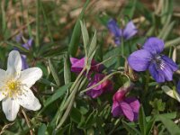 Lathyrus linifolius 5, Knollathyrus, Saxifraga-Hans Dekker