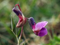 Lathyrus linifolius 6, Knollathyrus, Saxifraga-Hans Dekker