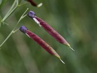 Lathyrus linifolius 7, Knollathyrus, Saxifraga-Peter Meininger