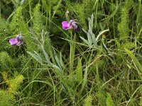 Lathyrus linifolius 8, Knollathyrus, Saxifraga-Peter Meininger
