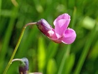 Lathyrus linifolius 9, Knollathyrus, Saxifraga-Hans Dekker