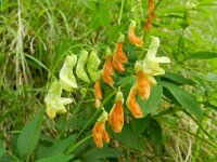 Lathyrus luteus 2, Saxifraga-Rutger Barendse