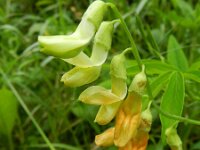 Lathyrus luteus 3, Saxifraga-Rutger Barendse