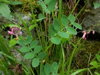 Lathyrus niger 20, Zwarte lathyrus, Saxifraga-Ed Stikvoort : Poncebos s9900